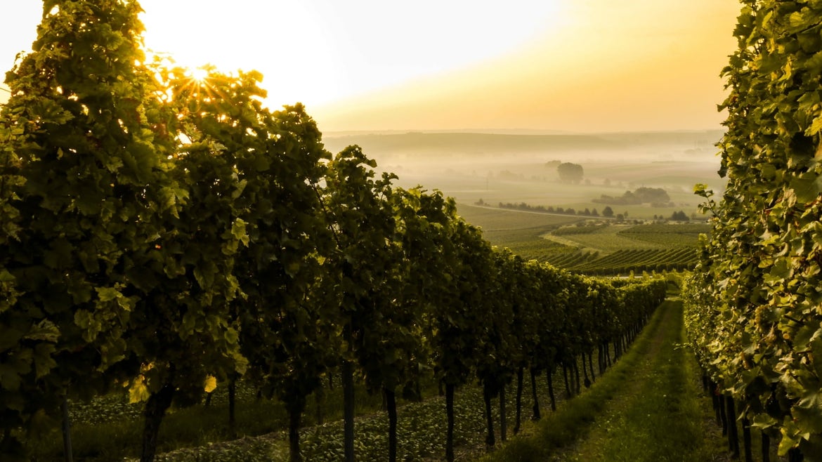 Regioni vinicole italiane